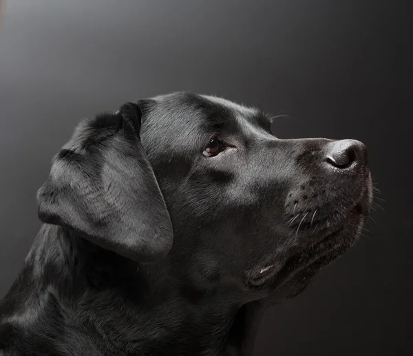 Svart labrador på svart bakgrund — Stockfoto