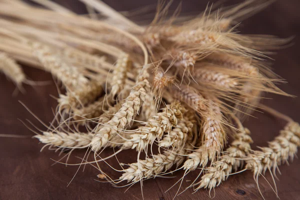 Stalks of wheat and rye — Stock Photo, Image