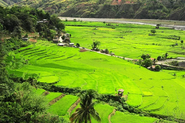 Rice terrace — Stock Photo, Image