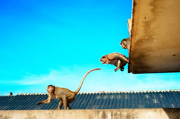 Urban monkey — Stock Photo, Image