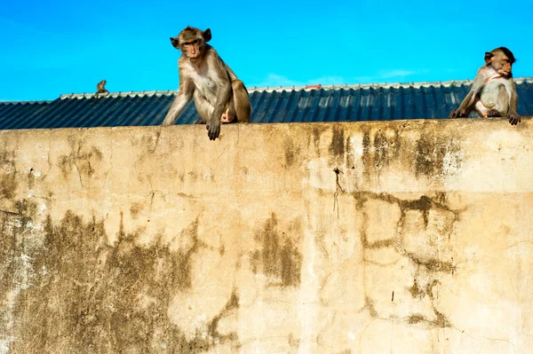 Monkey in a city — Stock Photo, Image