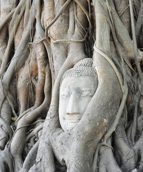 Capo del buddha — Foto Stock