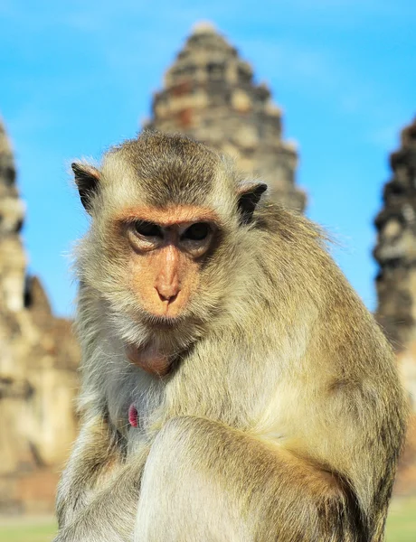 Portrait of a Monkey — Stock Photo, Image
