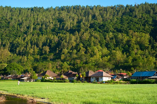 Селище на острові Балі, Індонезія — стокове фото