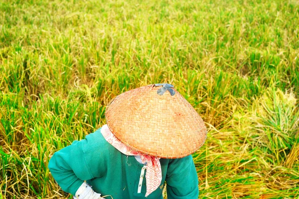 Trabajador del arroz — Foto de Stock