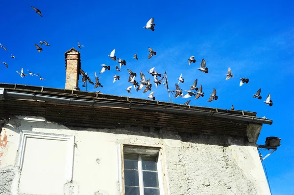 Pombos em Liubliana — Fotografia de Stock