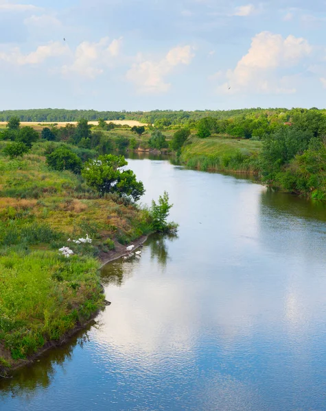 川と白いガチョウの群れと風景 ウクライナ — ストック写真