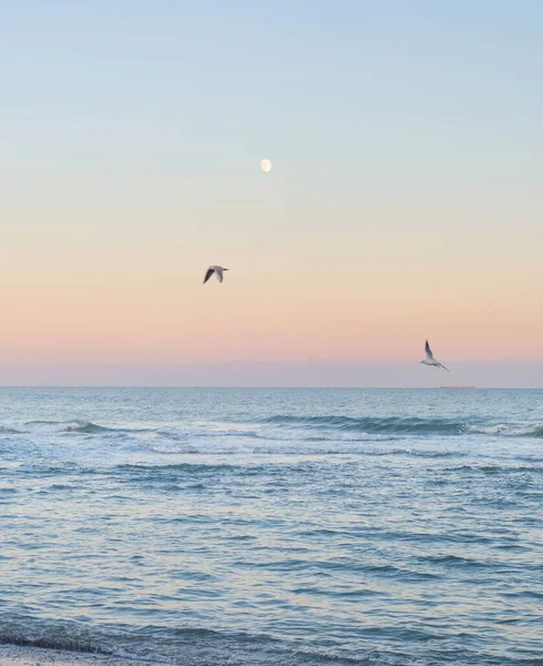 Paisaje Con Luna Mar Las Gaviotas Anochecer Odessa Ucrania —  Fotos de Stock