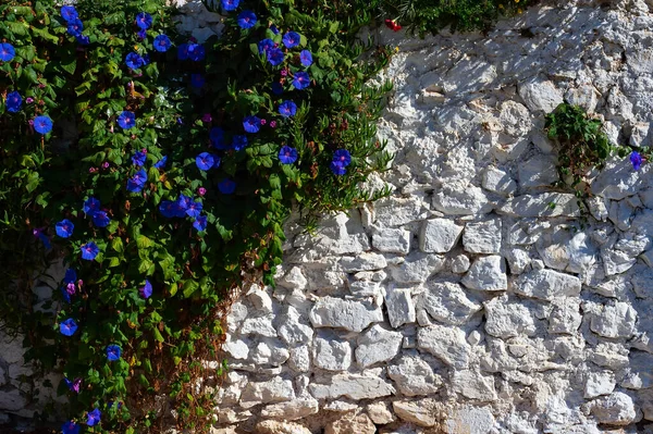 Язані Квіти Над Білою Цегляною Стіною Сонячне Світло Текстура Настінний — стокове фото