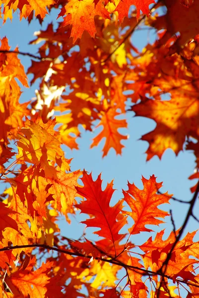 Hojas de otoño — Foto de Stock