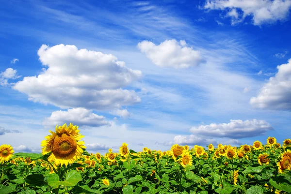 Sonnenblume — Stockfoto