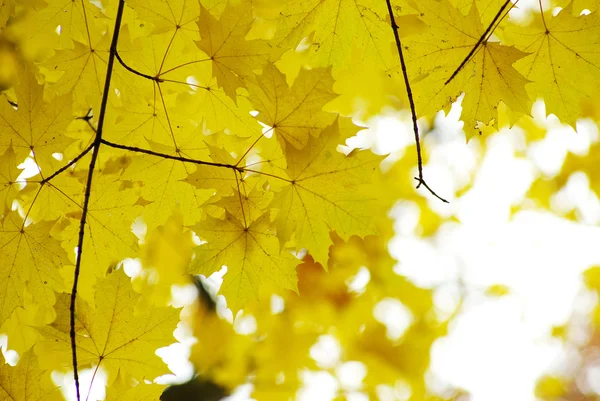 Herbstblätter — Stockfoto