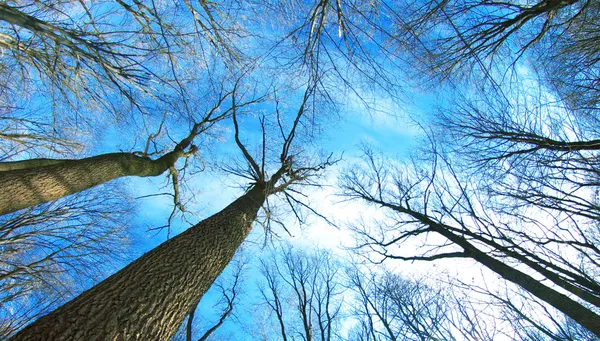 Bosque de invierno —  Fotos de Stock