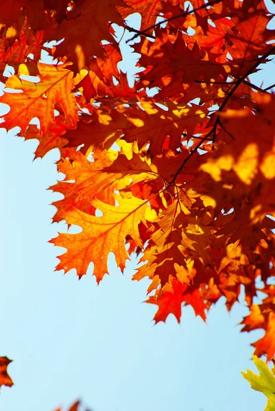 Herfstbladeren — Stockfoto