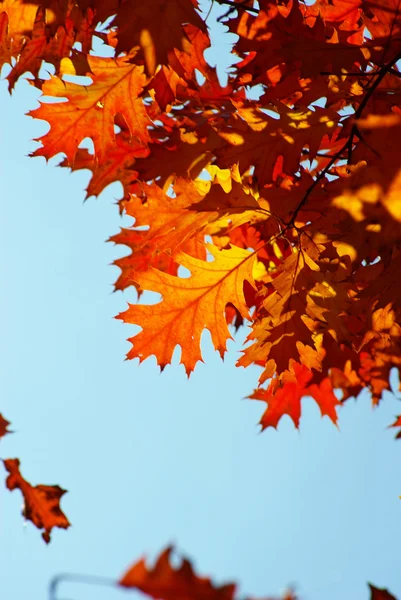 Hojas de otoño —  Fotos de Stock