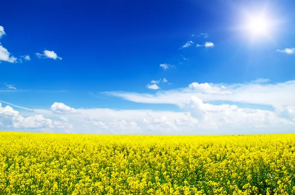 Campo giallo colza in fiore — Foto Stock