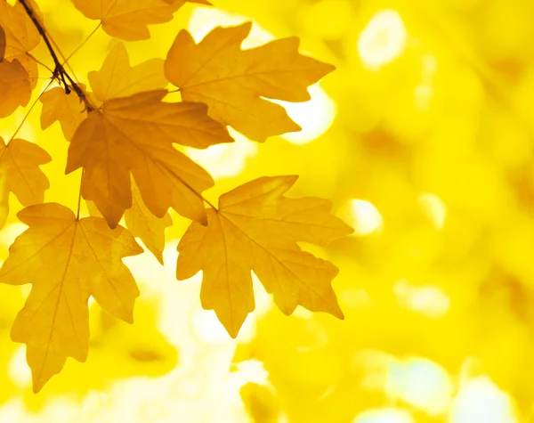 Hintergrund Herbst — Stockfoto