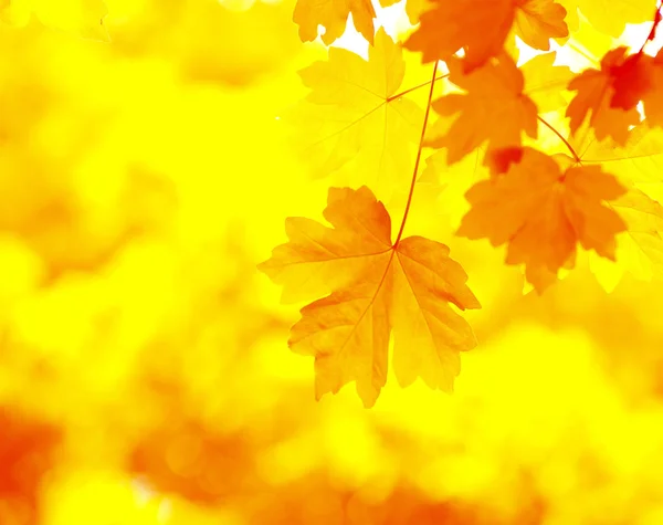 Herfst achtergrond — Stockfoto