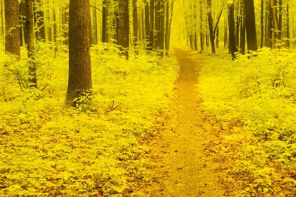 Autumn Pathway — Stock Photo, Image