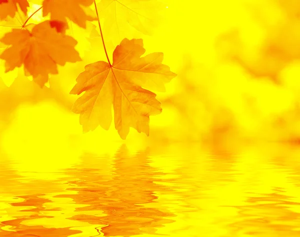 Autumn Background — Stock Photo, Image