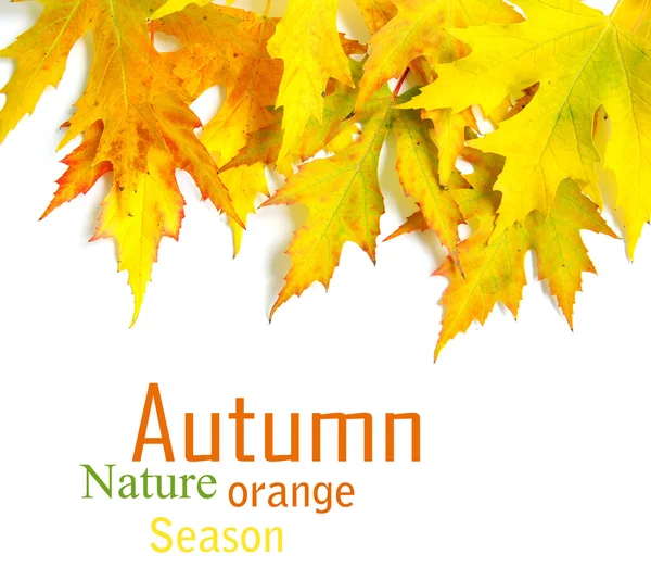 Herbstahorn — Stockfoto