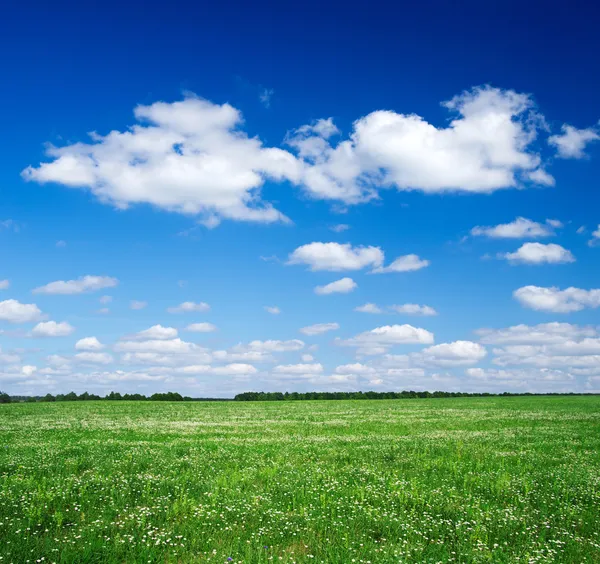 Grönt fält — Stockfoto