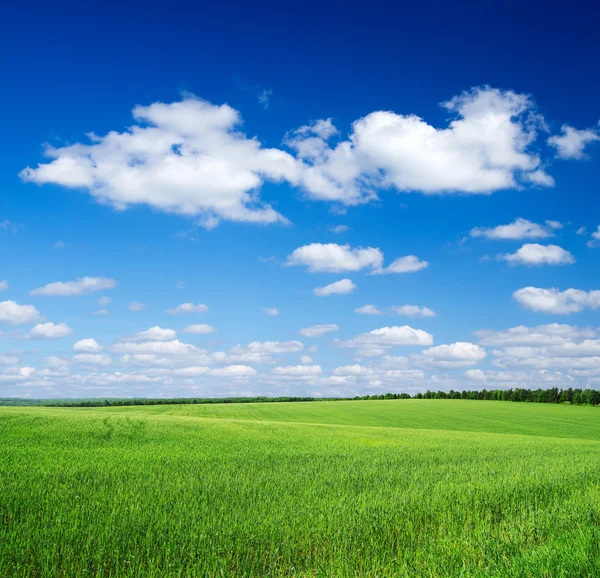 Grönt fält — Stockfoto