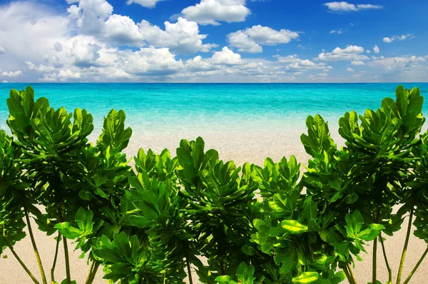 Deniz