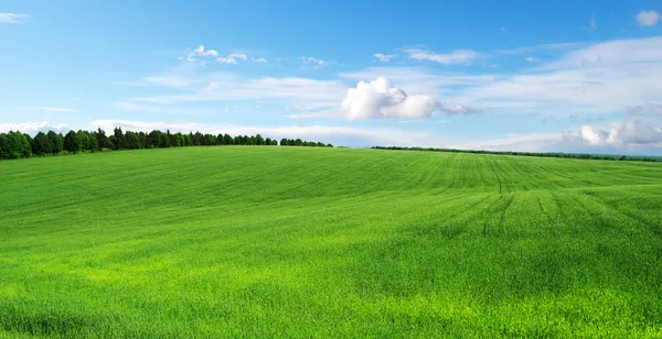 Campo verde — Foto de Stock