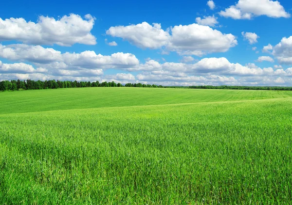 Grüne Wiese — Stockfoto