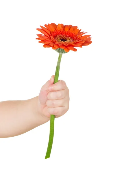 Baby hand innehav röda gerber — Stockfoto