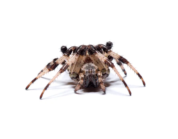 Людина-павук — стокове фото