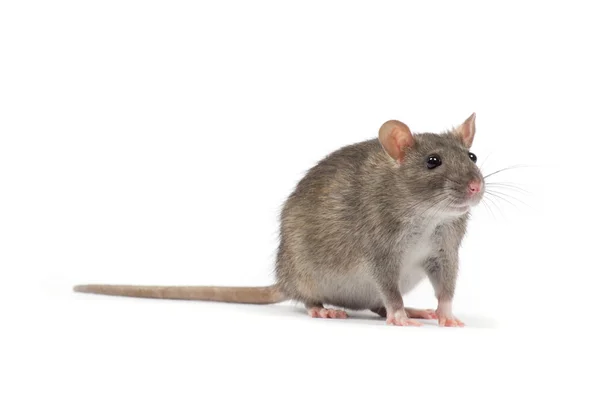 Rat. — Stock Photo, Image