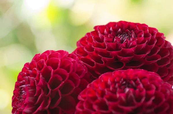 Dahlienblüte — Stockfoto