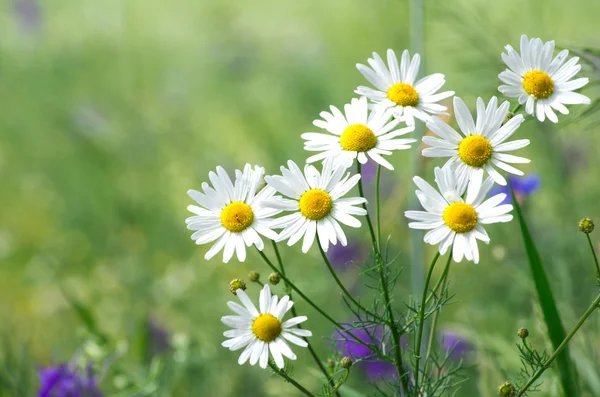 Chamomiles — Stockfoto