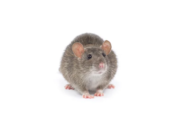 Rato . — Fotografia de Stock