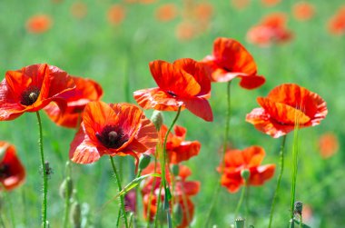 alan üzerinde kırmızı gelincik