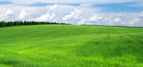 Grüne Wiese — Stockfoto