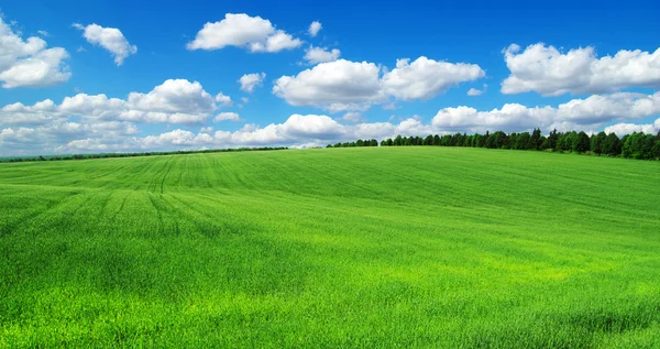 Grönt fält — Stockfoto