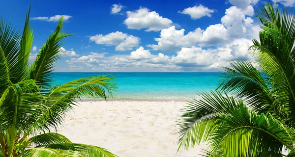 Tropiska havet — Stockfoto
