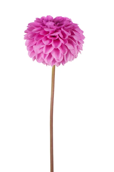 Flower — Stock Photo, Image