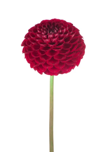 Röd dahlia — Stockfoto