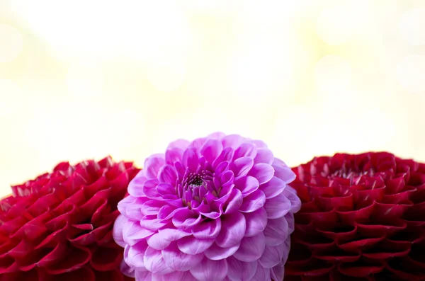 Fiore di Dahlia — Foto Stock