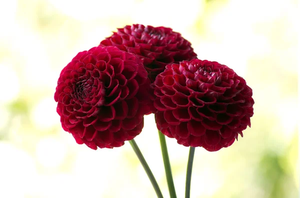 Rode dahlia bloem — Stockfoto