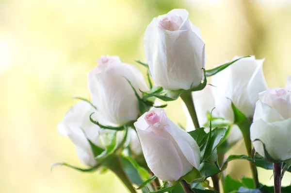 Rosa isolata su un verde — Foto Stock