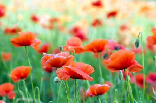 Red poppy — Stock Photo, Image