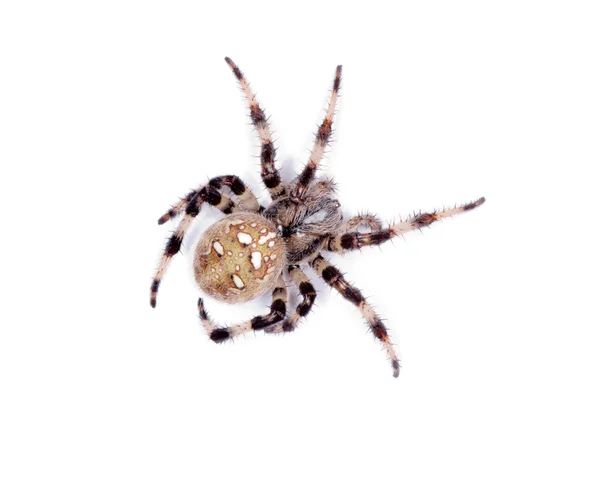 Spinne — Stockfoto