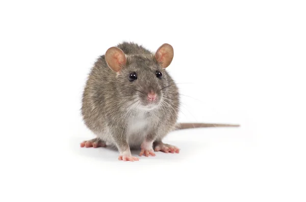 Rat — Stockfoto