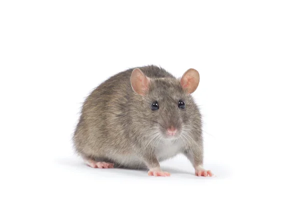 Rat — Stockfoto