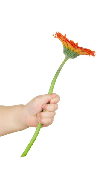 Blume in der Hand — Stockfoto